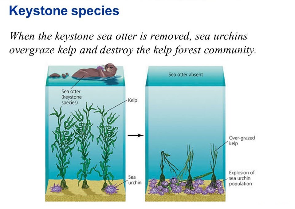 What are Keystone Species