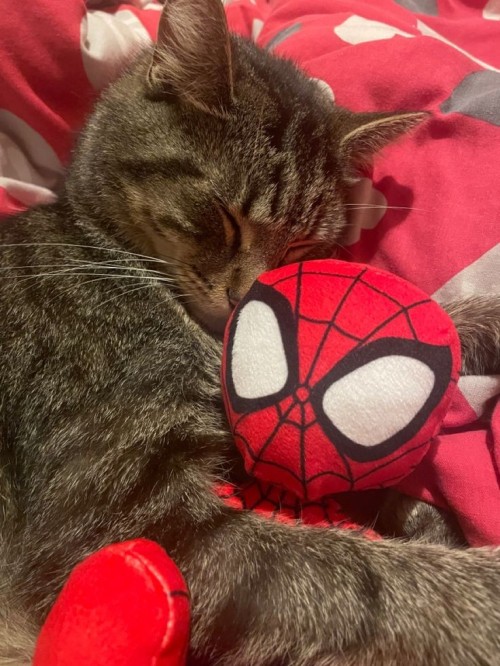 ' Spider - Man
