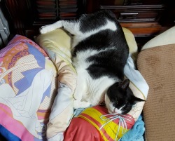 triaelf9: Kitty in a pile of pillows