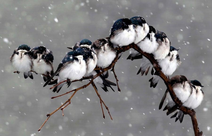3leapfrogs:  llbwwb:  Birds on a branch during a snowstorm By David Duprey  •=•