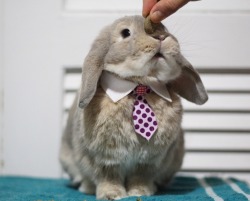 k3llylee: Boss bun 🐰👔  Insta: @bookieball 