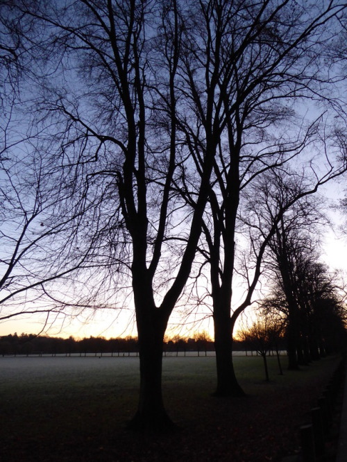 I walked to work through the park just after dawn this morning. It was really rather beautiful.