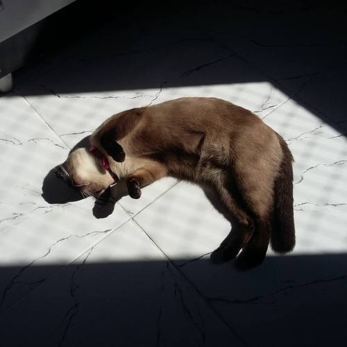 catsbeaversandducks:  The Sunbeam Has Claimed adult photos