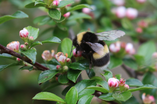 Bumblebee mega post. 