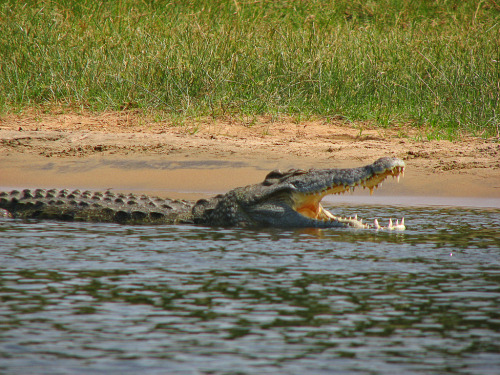 the-future-now: Man-eating crocodiles from the Nile are now in Florida Florida, home to giant, kille