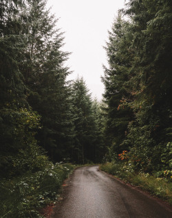 urbanissues:  bridgetcouncil:  rainy days in the woods – my comfort place  vertical landscapes