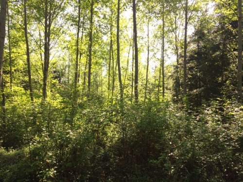 we had a nice walk! I made many small friends and got bitten by many mosquitos, and got a whole bunc