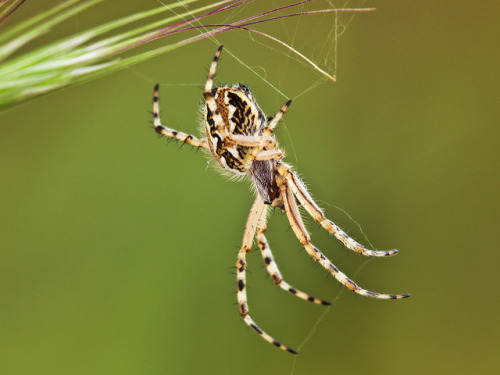 Spider I found this Spider on a tuft of grass , i had to position the tripod and take the shot 