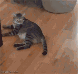 4gifs:  There was an attempt. [video]  Lazy kitty cat!!   Expenditure of all energy!!   Give me more power Scotty!!