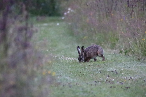 Very early (4 AM) meeting with the hare/fälthare. 