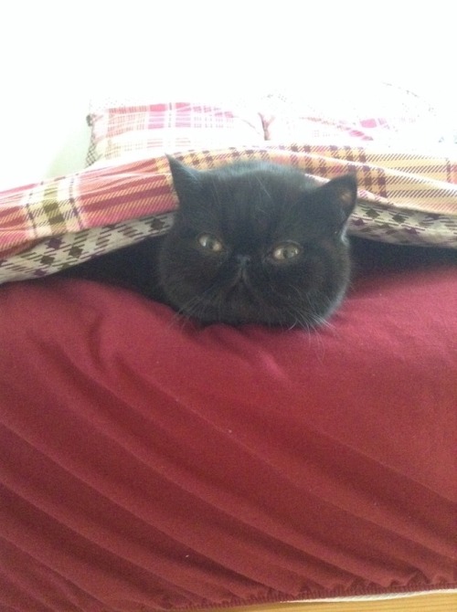 creepycoat: Pandora missed my sister so much she climbed under her made duvet.