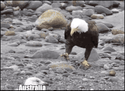 gifsboom:  (GIFs by eugeneoreilleysmithers)