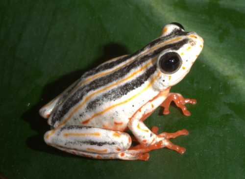 toadschooled:The marbled reed frog [also known as the painted reed frog, Hyperolius marmoratus] is a