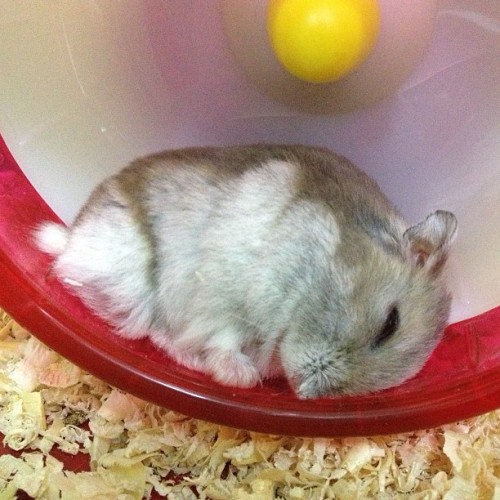 r-cake: 半目 #hamster