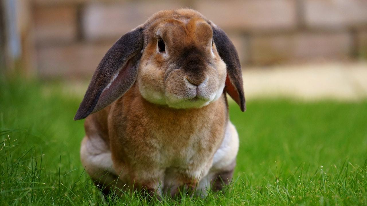 teddy lop rabbit