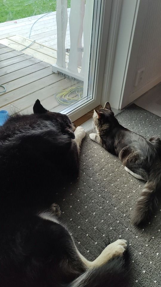 My Cat Is Friend Shaped