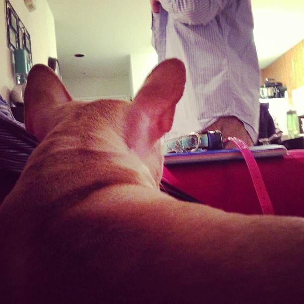 Watching her daddy pick out outfits for our engagement pictures tomorrow #wedding #frenchie #fitblr #love #puppy