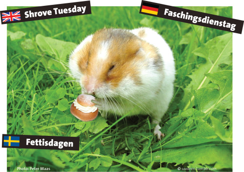 Today is »Shrove Tuesday«, called »Faschingsdienstag« in German or »Fettisdagen« in Swedish. It is t