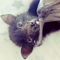 ging3rkidd:  Waaaant 