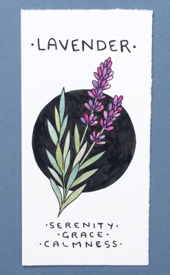 maxinesarahart:  Inktober Day 3: Lavender.