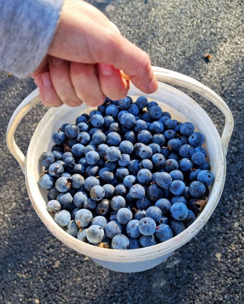 Look how big the blackthorn berries are this year. I picked these a couple of weeks ago and while th