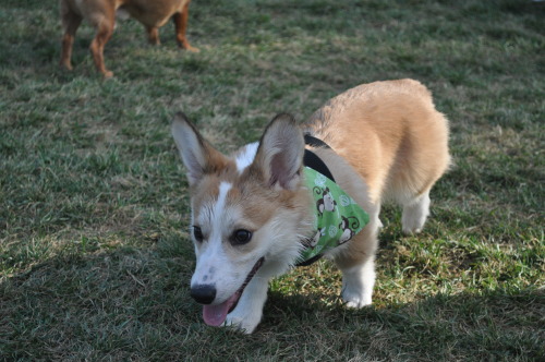 rhysthecorgi:  More pictures from the park! porn pictures