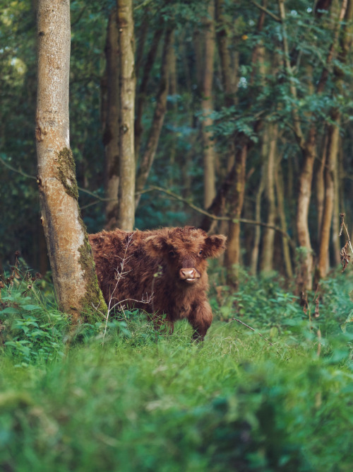 klaascows:The Calf-Path.