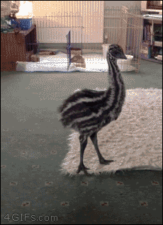 awwdorables:  Emu is trying to dog. 