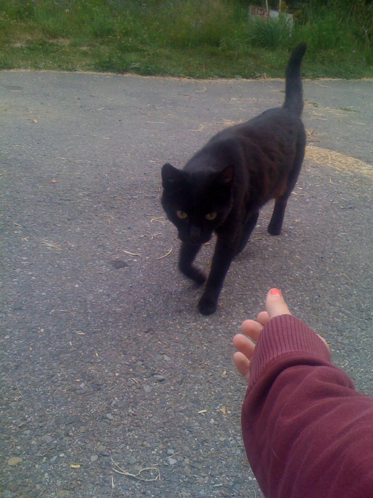 robotlyra:  hermeowjesty:  YESTERDAY I MET A BUNCH OF KITTIES AND THEY WERE SWARMING