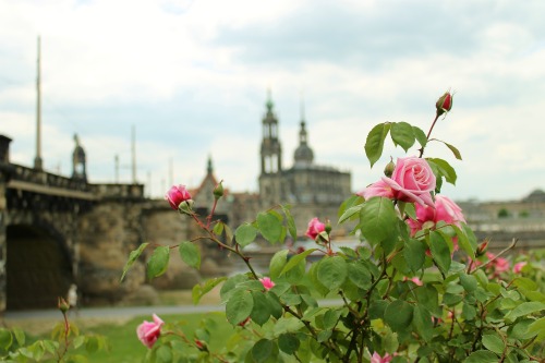 Dresden, by day. 