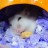 拉拉科養筆記 / Lala's Hamster Enrichment Note