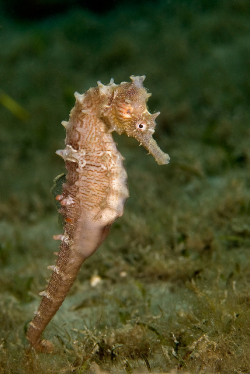 theoceaniswonderful:Lined Seahorse by sub