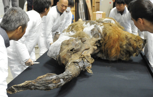 waitingfortheworldtoburn:  nikolawashere:  hardcoresophomore:  tiny-librarian:  A baby Woolly Mammoth found in a remote area of Russia has gone on display at an exhibition in Tokyo, Japan. The 39,000-year-old female Mammoth named Yuka, was discovered