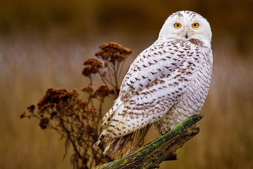 Snowy Owl Snow Bird by Stephen Oachs (ApertureAcademy.com) on Flickr.