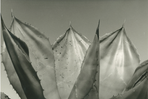 standingatthefence: Paper Maguay.1991. Mariana Yampolsky. Courtesy of Throckmorton Fine Art. New York Times.