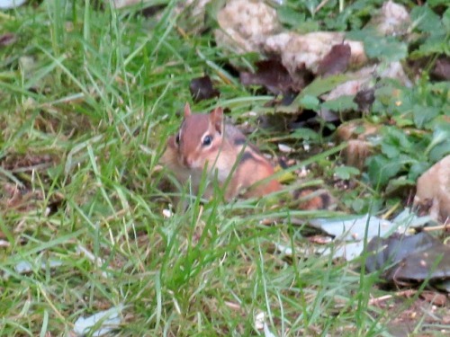 New friend in the garden! Just saw it now. I should clarify—I see chipmunks in the woods *all the ti