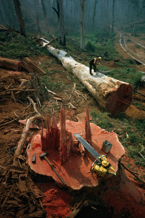 A woodman notches a felled tree&rsquo;s trunk for sectioning in Western Australia, 1962. Photogr