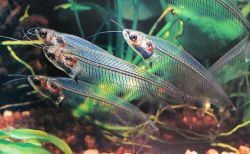 congenitaldisease:  The Ghost Catfish is