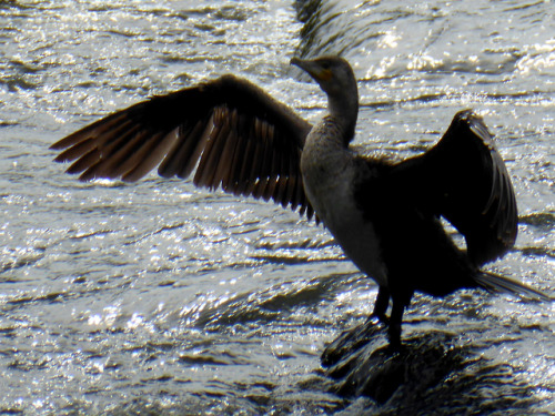 These magnificent fellows were having a great time sunbathing on the river last nightNot pictured: t