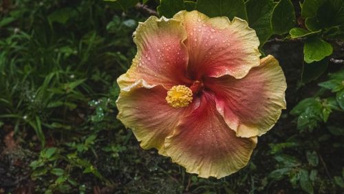 David Orr plant!#waimea #waimeafalls #oahuhawaii #oahuphotographer #oahuphotography #artwork #flow