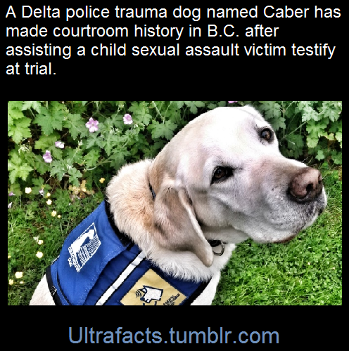 Sex ultrafacts:  A Delta police trauma dog has pictures