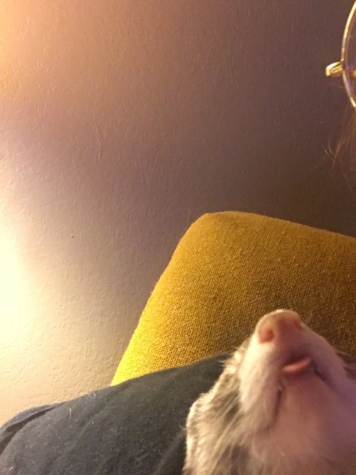 dovah:heres my ferret coleslaw sleeping on me