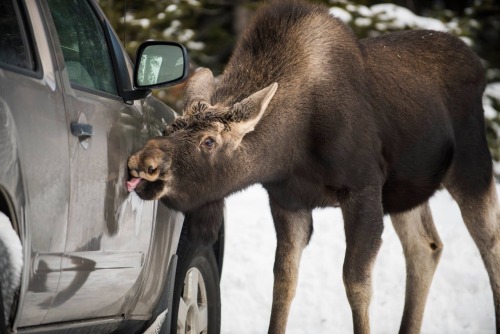 Save some money by swinging by your local Canadian Carwash