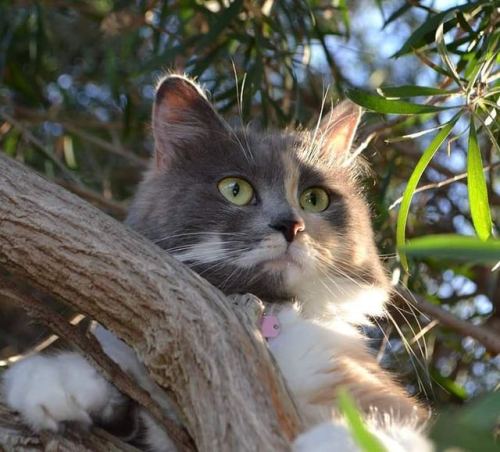 Sora - - - - - #Sora #adventuretime #catadventures #outsidecat #outdoors #LittleCat #BabyBaby #Cute 