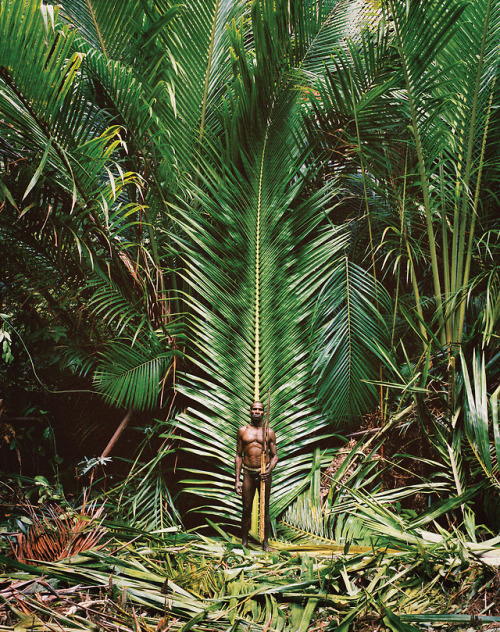 inthenoosphere:Hunter standing against a giant sago palm carrying bows and arrows made of cassowary 