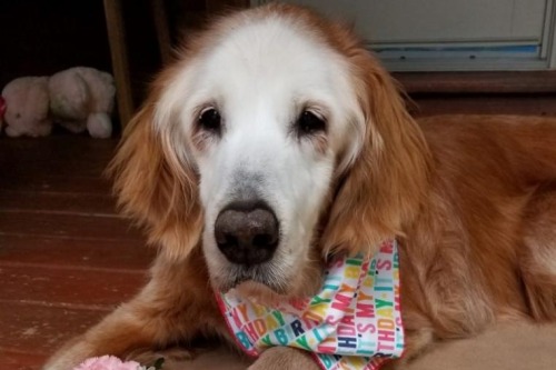 hitmewithcute:Oldest Golden Retriever is twice the age of its life expectancy and still going!