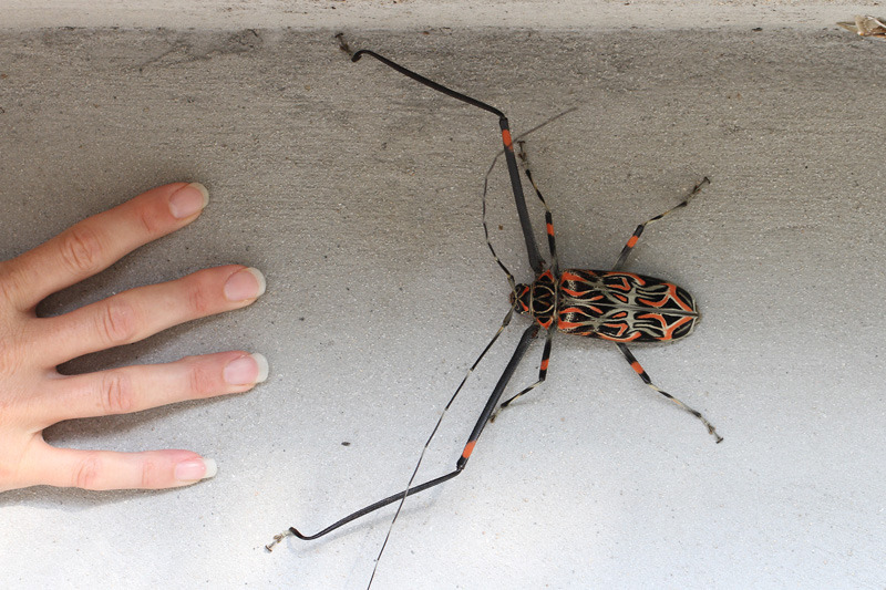 coolthingoftheday:  TOP TEN COOLEST BEETLES 1. Golden tortoise shell beetle 2. Giraffe