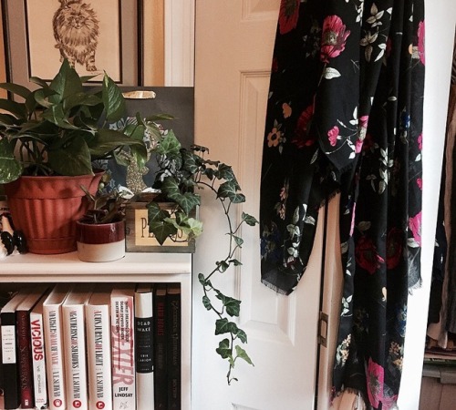 becauseliteraturethatswhy:Bought an English Ivy plant the other week - so much green! 