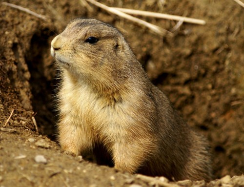 The amazing prarie dog. Did you know that prarie dogs are known for having their own language? They 