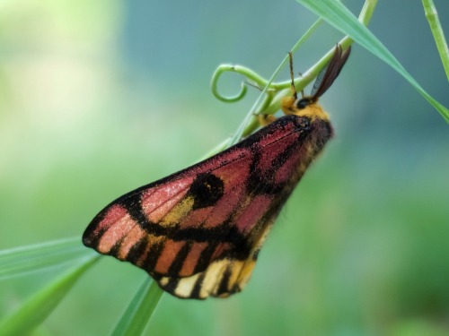 onenicebugperday:Western sheep moth,Hemileuca eglanterina, SaturniidaeFound in the western United St